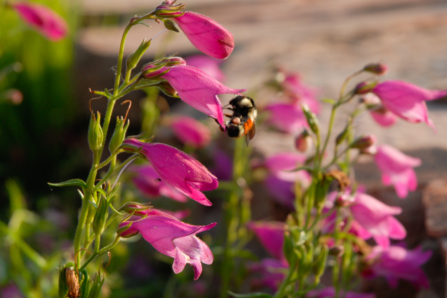 Red Rocks Penstemon
